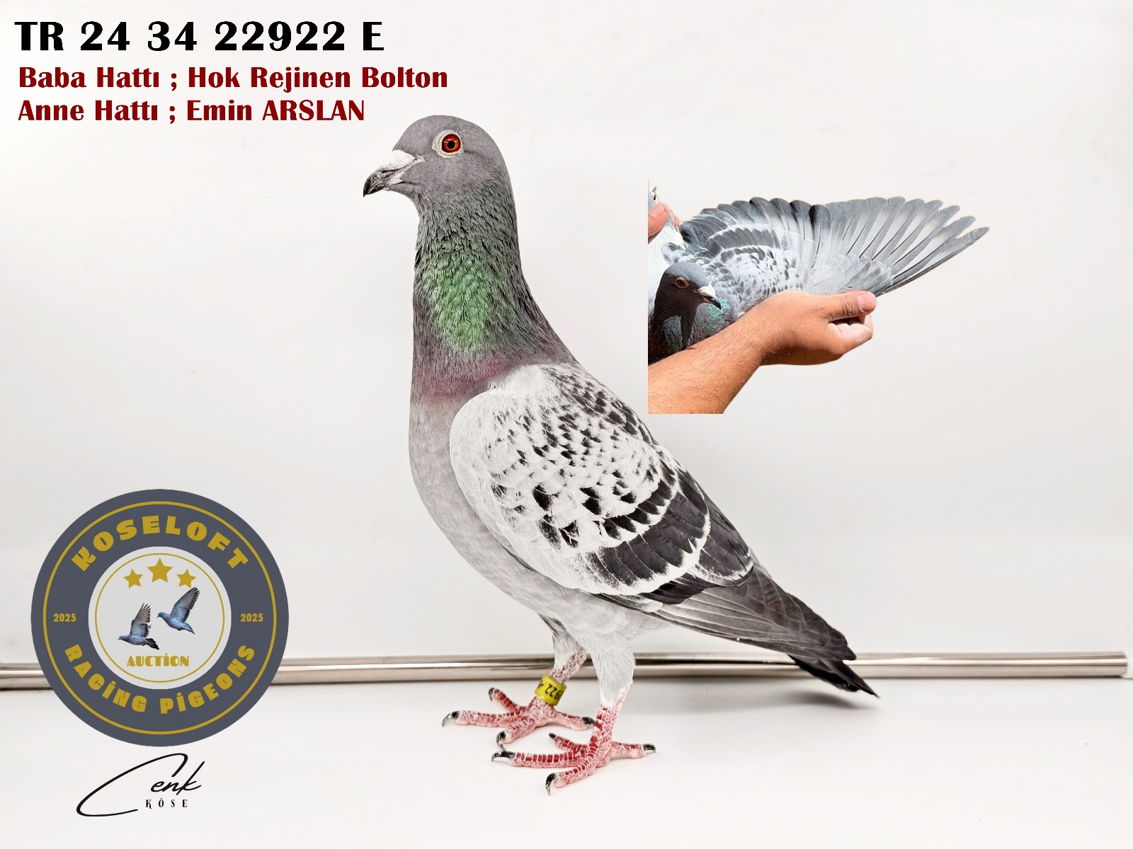 TR 24 34 22922 E HOK REJİNEN BOLTON / EMİN ARSLAN ERKEK
